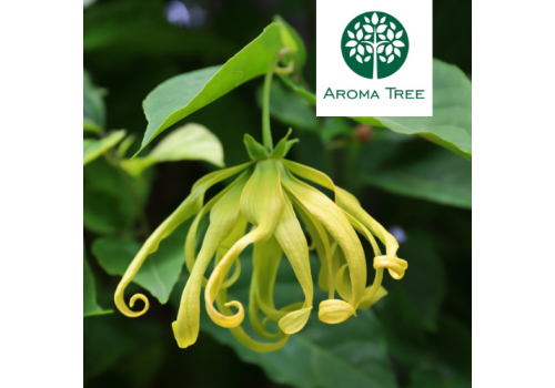 依蘭 Ylang Ylang Extra