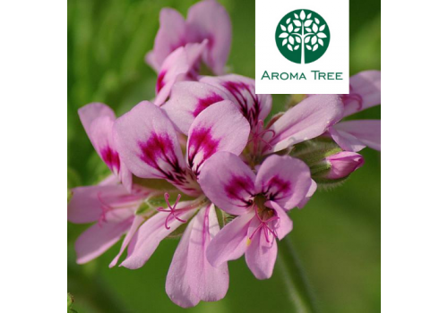 天竺葵 Geranium Bourbon