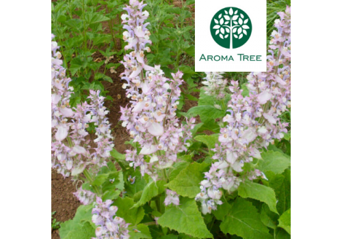 快樂鼠尾草 Clary Sage