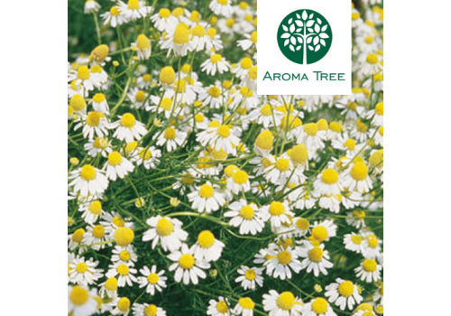 有機德國甘菊 Chamomile German