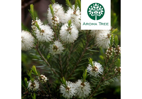 有機茶樹 Tea Tree