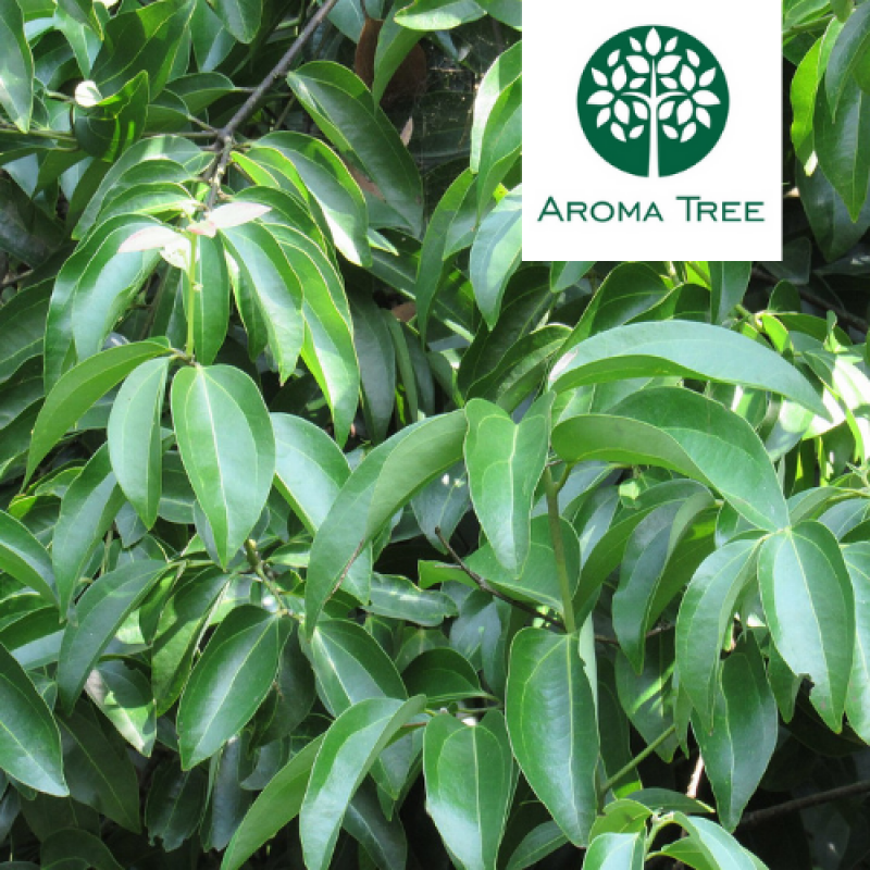 肉桂叶 cinnamon leaf