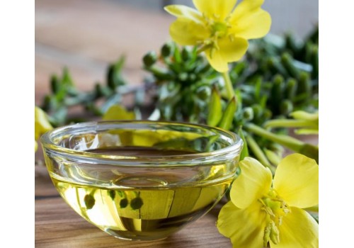 月見草 Evening Primrose